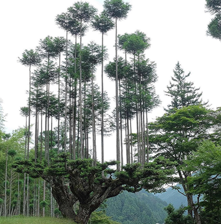 Daisugi o cultivar árboles en vertical
